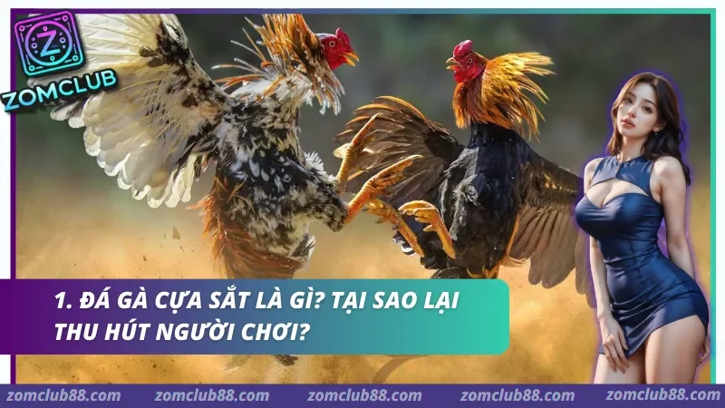 Hình ảnh Da Ga Cua Sat Zomclub 1 trong bài viết Đá Gà Cựa Sắt Zomclub - Cách Xem, Luật & Kèo Cơ Bản 2026. Đá gà cựa sắt Zomclub với trận đấu gà gắn cựa kim loại và bảng thông tin Meron Wala BDD