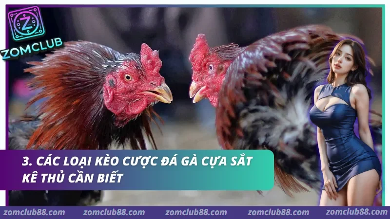 Hình ảnh Da Ga Cua Sat Zomclub 2 trong bài viết Đá Gà Cựa Sắt Zomclub - Cách Xem, Luật & Kèo Cơ Bản 2026. Cách xem trận đá gà cựa sắt Zomclub qua video livestream bảng tỷ lệ và trạng thái trận