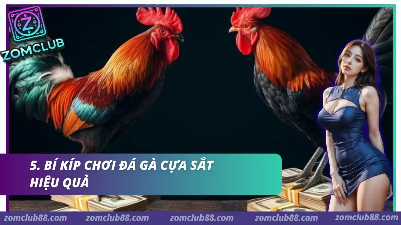 Hình ảnh Da Ga Cua Sat Zomclub 3 trong bài viết Đá Gà Cựa Sắt Zomclub - Cách Xem, Luật & Kèo Cơ Bản 2026. Quan sát chiến kê trong trận đá gà cựa sắt Zomclub qua tốc độ ra chân khả năng né đòn và độ thăng bằng