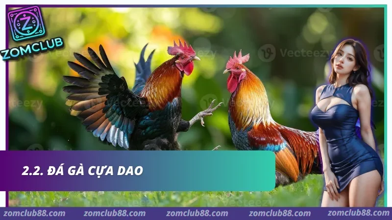 Hình ảnh Kinh Nghiem Da Ga Zomclub 2 trong bài viết Kinh Nghiệm Đá Gà Zomclub - Quan Sát Trận & Quản Lý Vốn 2026. Kinh nghiệm quan sát chiến kê khi xem đá gà Zomclub qua tốc độ ra chân thăng bằng và phản ứng sau va chạm