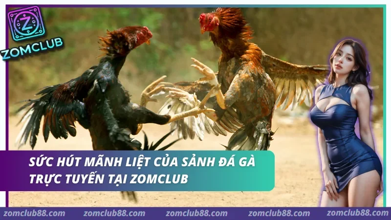 Các loại hình đá gà trực tiếp tại ZomClub: Thomo, Cựa Sắt, Cựa Dao
