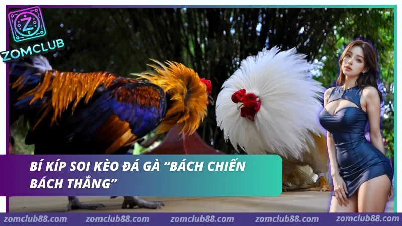 Mẹo soi kèo đá gà hiệu quả tại ZomClub