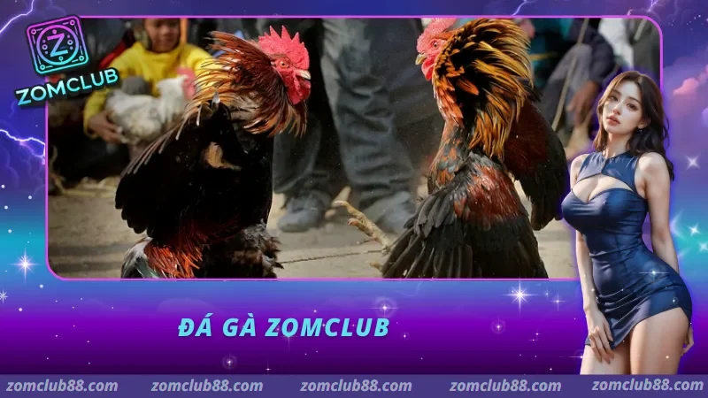 Tổng quan sảnh đá gà trực tiếp tại ZomClub 2026
