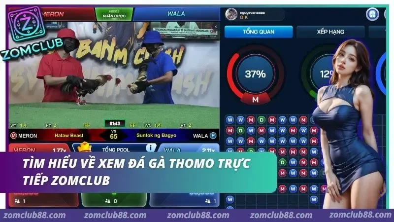 Hình ảnh Xem Da Ga Thomo Truc Tiep Zomclub 1 1 trong bài viết Xem Đá Gà Thomo Trực Tiếp ZomClub - Lịch & Cách Xem 2026. Giao diện xem đá gà Thomo trực tiếp ZomClub với phòng livestream và thông tin trận đấu