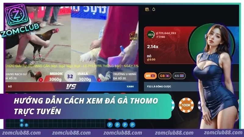 Hình ảnh Xem Da Ga Thomo Truc Tiep Zomclub 3 1 trong bài viết Xem Đá Gà Thomo Trực Tiếp ZomClub - Lịch & Cách Xem 2026. Các bước xem đá gà Thomo trực tuyến ZomClub từ truy cập sảnh chọn phòng livestream và kiểm tra kết nối