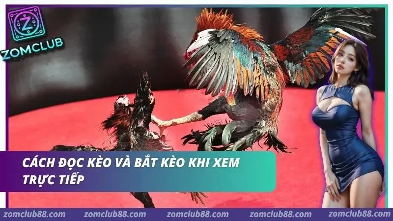 Hình ảnh Xem Da Ga Thomo Truc Tiep Zomclub 4 1 trong bài viết Xem Đá Gà Thomo Trực Tiếp ZomClub - Lịch & Cách Xem 2026. Quan sát thông tin Meron Wala BDD và biến động tỷ lệ khi xem đá gà Thomo trực tiếp ZomClub